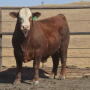 Despite increased beef production in 2018, up nearly 4% so far this year, beef demand has been quite strong and has limited beef and cattle price pressure in the first half of the year.