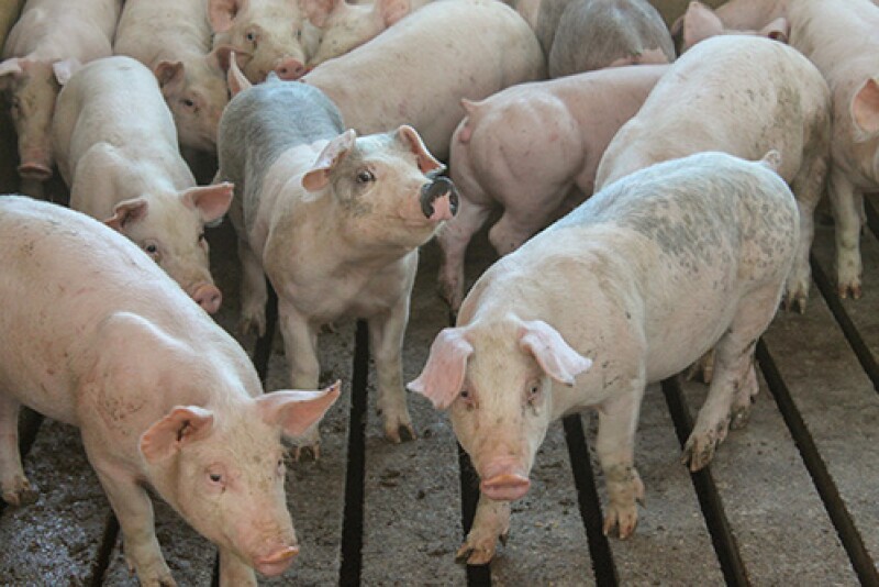Pigs