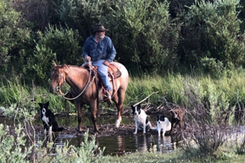 Greg Sykes with Cisco (left) and other working cow dogs.