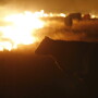 As many as 10,000 cattle died as a result of the wildfires.