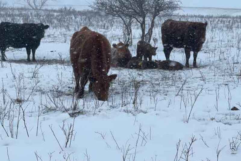 Cows