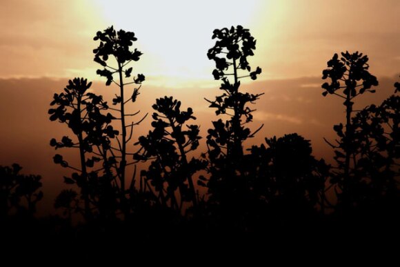 canola-sunset-canada.jpg