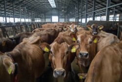 Jerseys Parlor_Adobe Stock