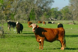 Cattle_Florida