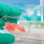 Cell Cultured Meat 
