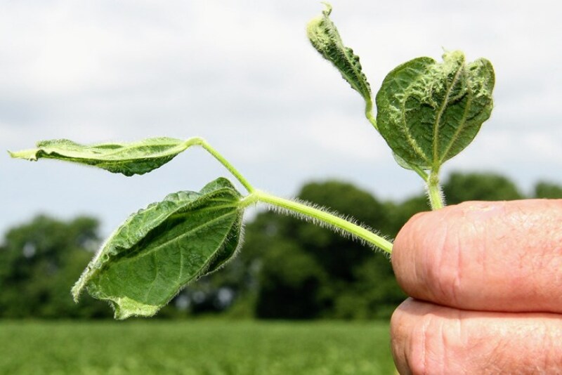 On both sides of the dicamba issue, Arkansas growers are forced to walk a high-wire in a farming atmosphere fraught with fears, threats and entrenched opinions.