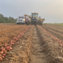 Wisconsin red potato