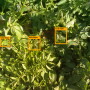 Based in Tel Aviv, Israel, Prospera has developed data analytics and computer vision technology that can be applied to every pass the irrigation pivot makes