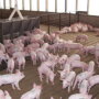 WeanedPigs-337_5.jpg