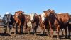 Feedlot
