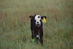 Beef calf