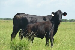 BT_Brangus_Cow_Calf