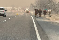Horses wildfire.jpeg