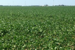 ohio_crops_again