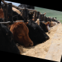 cattle