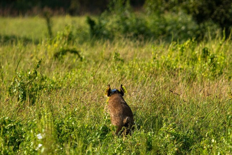 A wild pig equipped with a GPS collar and ear tag moves across an open pasture in Oklahoma.