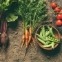 The USDA's Agricultural Marketing Service plans to hold a public listening session regarding upcoming standards and development activities and to gather feedback regarding recommendations received from the National Organic Standards Board. 