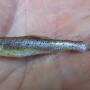 shoal chub