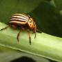 Colorado potato beetle