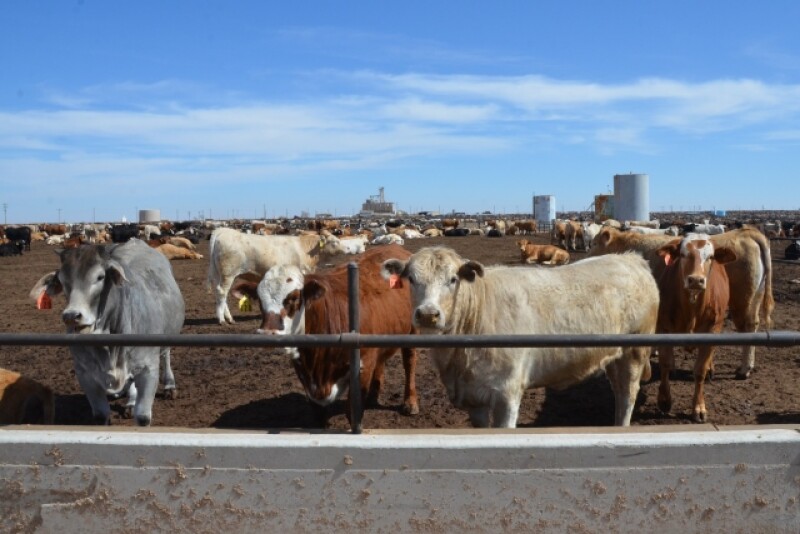 BT_Feedlot_Cattle