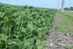 Alleged dicamba drift damaged an estimated 3.1 million acres in 2017.