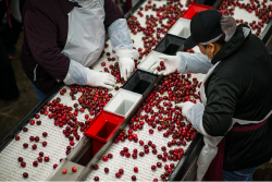 Employees sort California cherries in this file photo. This season, growers and packers are implementing measures to protect employees in the orchards and packinghouses from the coronavirus.