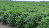 Soybeans