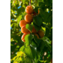 Stemilt apricots