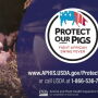 Protect Our Pigs