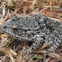 According to court decisions to date, a regionally extinct plant or animal can be the ESA basis for a critical habitat designation, a reality not recognized by most U.S. landowners and farmers.