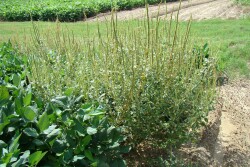 "There might be a Palmer amaranth plant that's 8 inches tall. We're not going to see it until we get a few feet from it," Blair said.