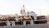 Hereford feedlot