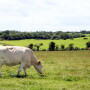 Ireland Cow