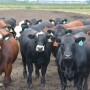 Cattle feeding margins slipped further into the red last week.