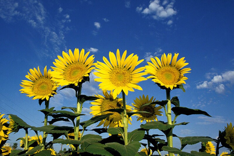 sunflowers