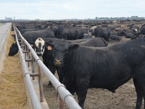 Cattle on feed