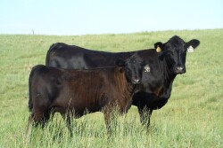 LorenBerger-CowCalf.jpg