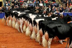 More than 2,000 head will grace the covered shavings at World Dairy Expo in October. 