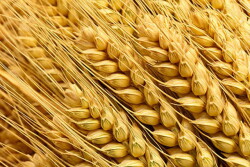 wheat