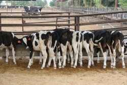 Dairy operations must be nominated by professionals, such as veterinarians, extension agents, artificial insemination and pharmaceutical company representatives.
