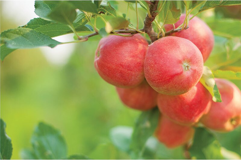 Viva Tierra Organic Inc. was winding down its California apple program in late October but will continue shipping a full spectrum of apple varieties from Washington until January to April, depending on variety, says Addie Pobst, organic integrity and logistics coordinator. Then the company will source from Chile and Argentina.
