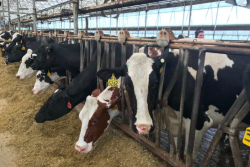 The weight of dairy market volatility started to feel overwhelming in January, he said, after frigid temperatures caused the parlor pipes to freeze and his herd blew through feed to keep warm and produce milk.

