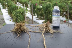 Roots from a recent Florida trial of MeloCon LC on tomatoes are healthier and protected from nematode damage when treated with the new biological control.