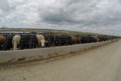 Cattle at a feed bunk in a feedyard. 