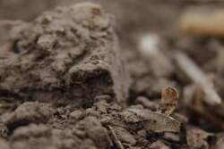 nebraska-soil-close