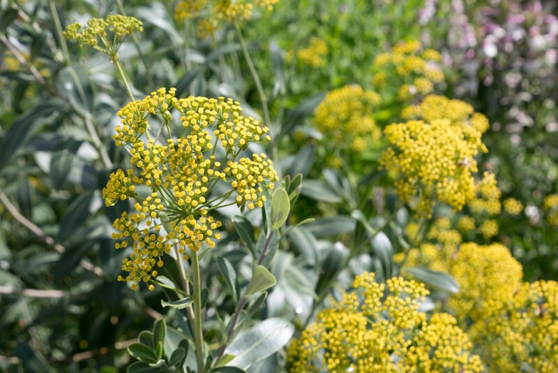 Bupleurum_Adobe Stock