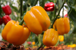 Bell peppers (red, yellow) on plant