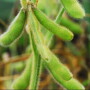 soybeans