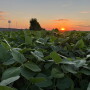 soybeans at sunset, Photo Credit Tyne Morgan