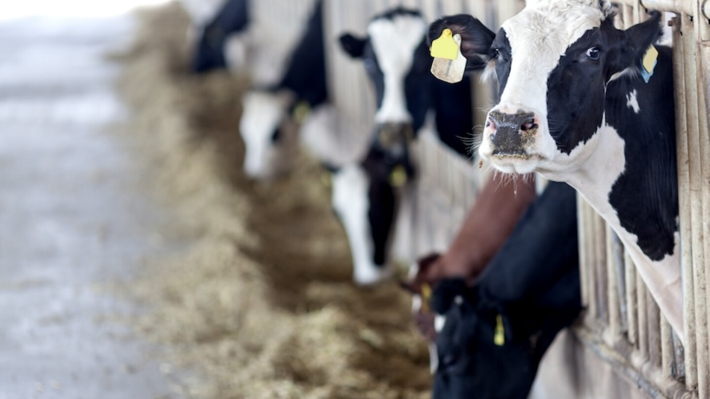Negative DCAD Diets Remain the Safest Way to Prevent Milk Fever - Dairy ...